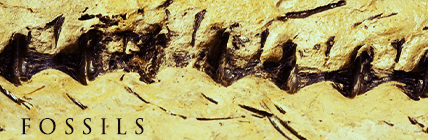Fossils
