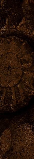 Fossils