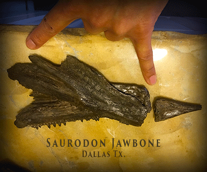 Saurodon Jaw Bone