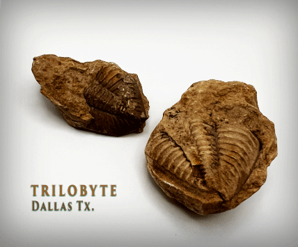 Trilobite