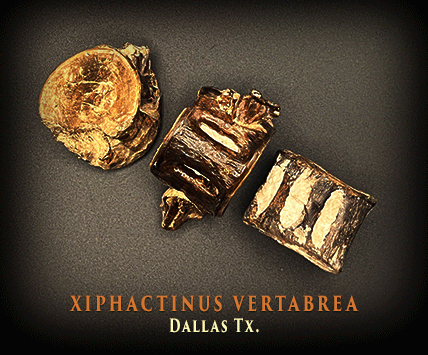 Xiphactinus Vertebra
