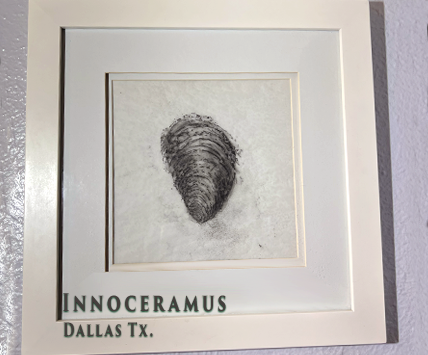 Inoceramus