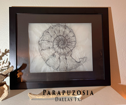 Parapazosia