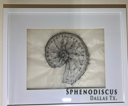 Sphenodiscus
